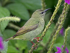 Red-legged Honeycreeper