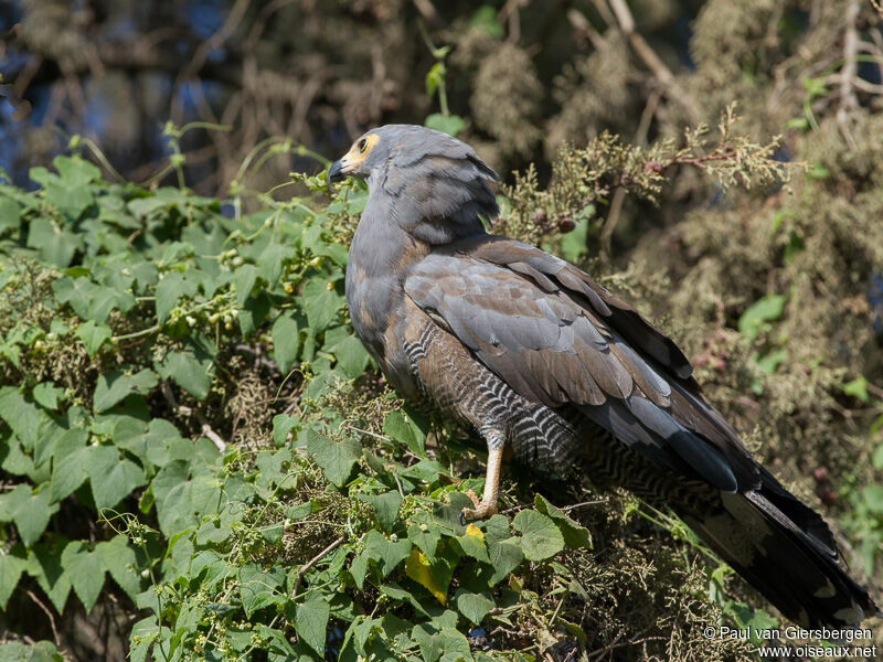 African Harrier-Hawk