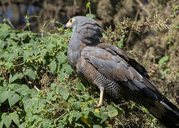 African Harrier-Hawk