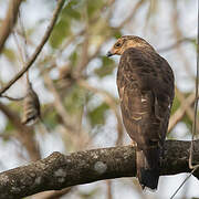 African Harrier-Hawk