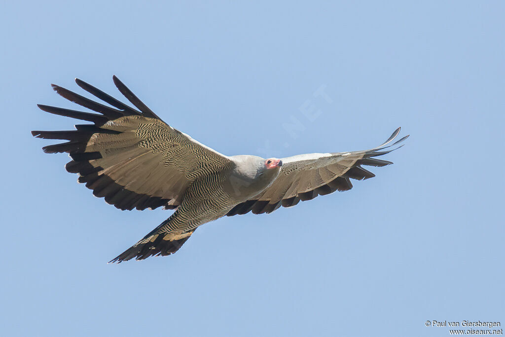 African Harrier-Hawkadult