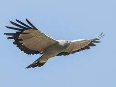 African Harrier-Hawk