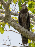 Madagascan Harrier-Hawk