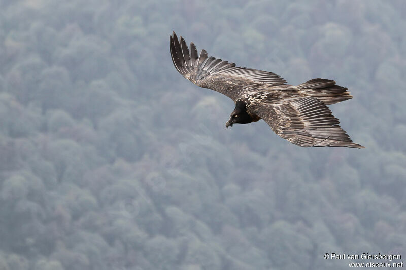 Bearded Vultureimmature