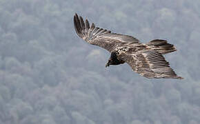 Bearded Vulture