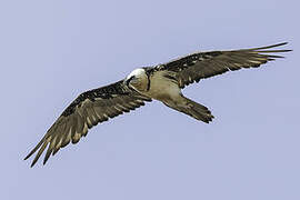 Bearded Vulture