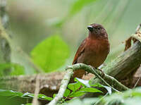 Habia à couronne rouge