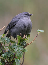 Haplospize gris-de-plomb