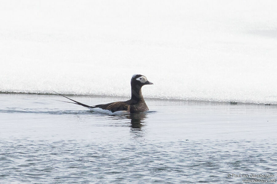 Long-tailed Duck male adult