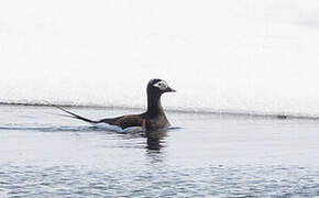 Long-tailed Duck