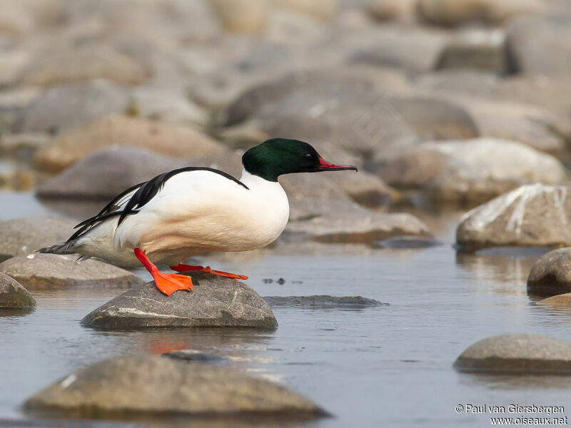 Common Merganser male adult