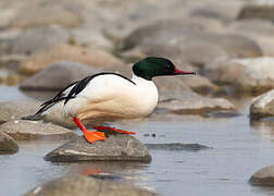 Common Merganser