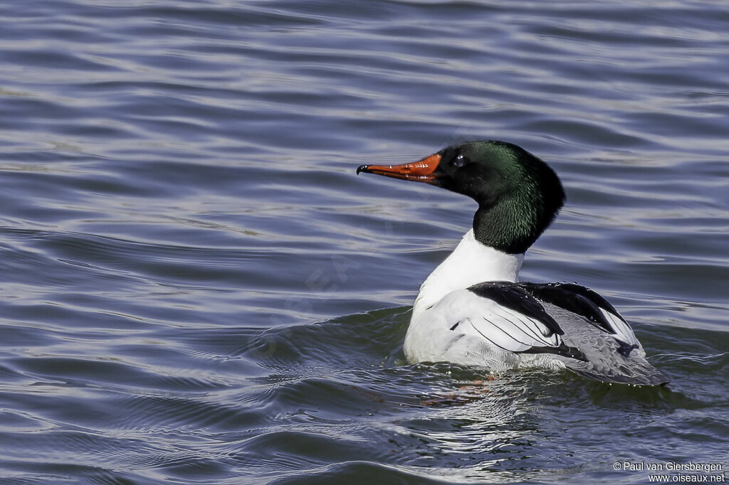 Common Merganser male adult