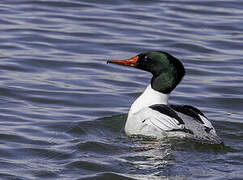 Common Merganser