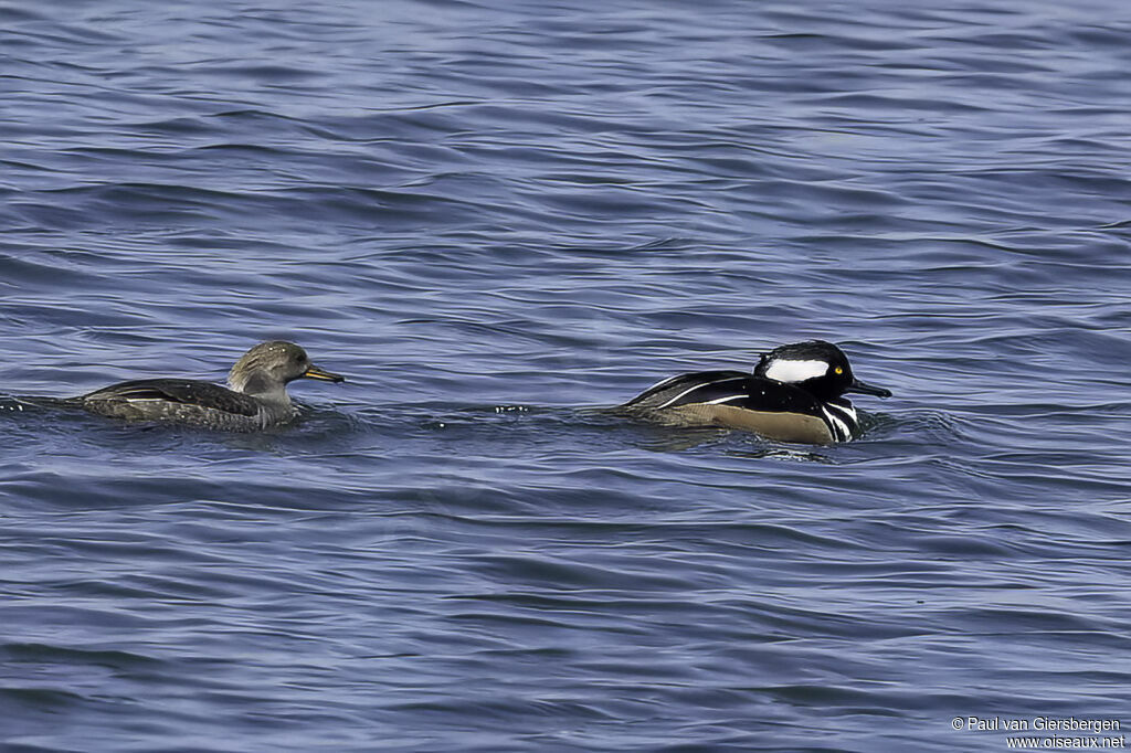 Hooded Merganseradult