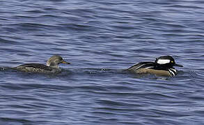 Hooded Merganser