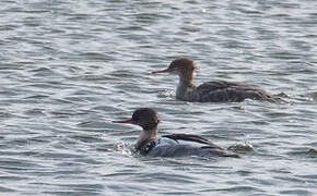 Red-breasted Merganser