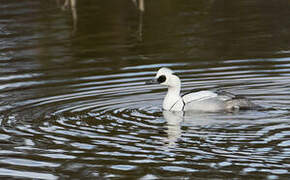 Smew