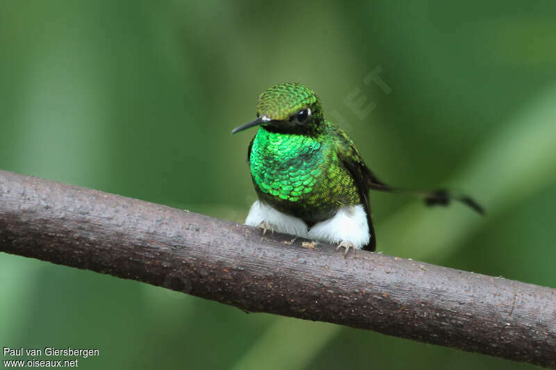 White-booted Racket-tail male adult, close-up portrait, pigmentation