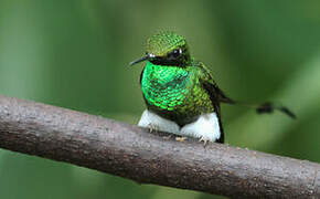 White-booted Racket-tail