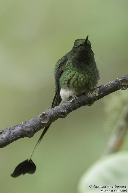 White-booted Racket-tail male adult