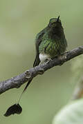 White-booted Racket-tail