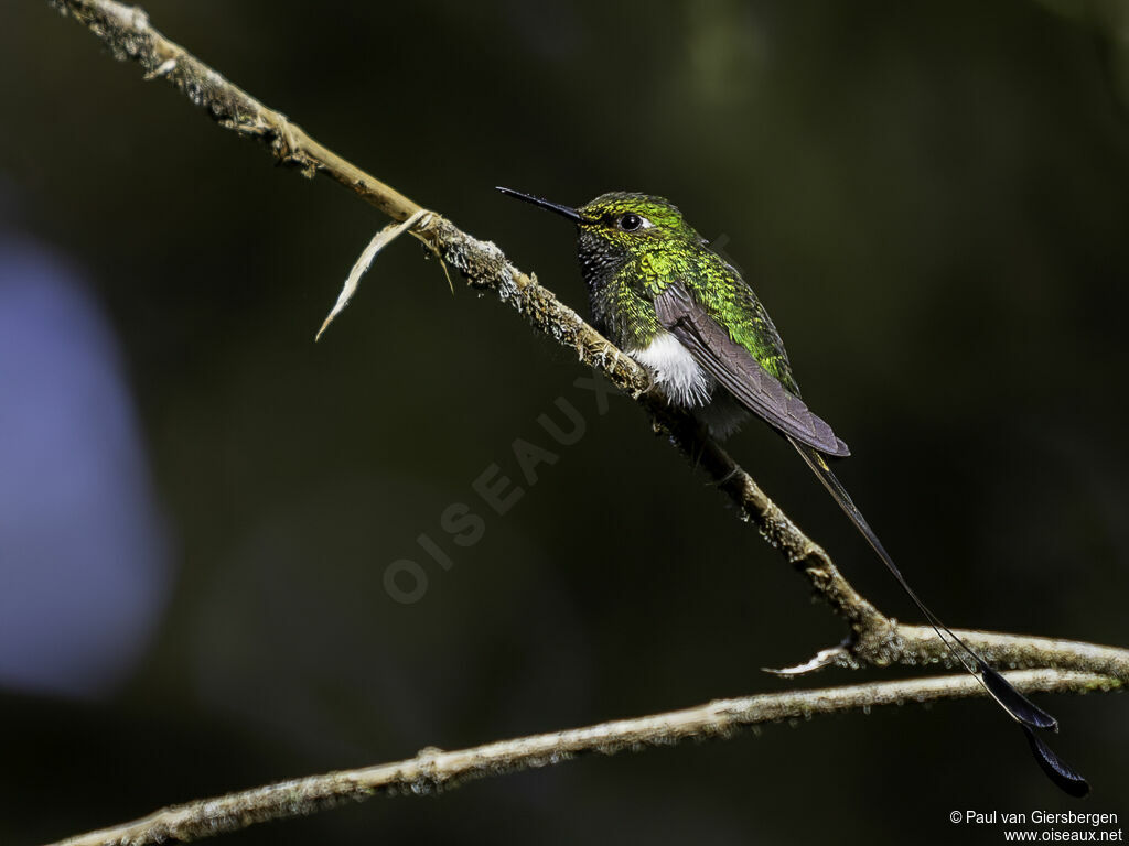 White-booted Racket-tail male adult