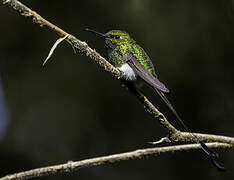 White-booted Racket-tail