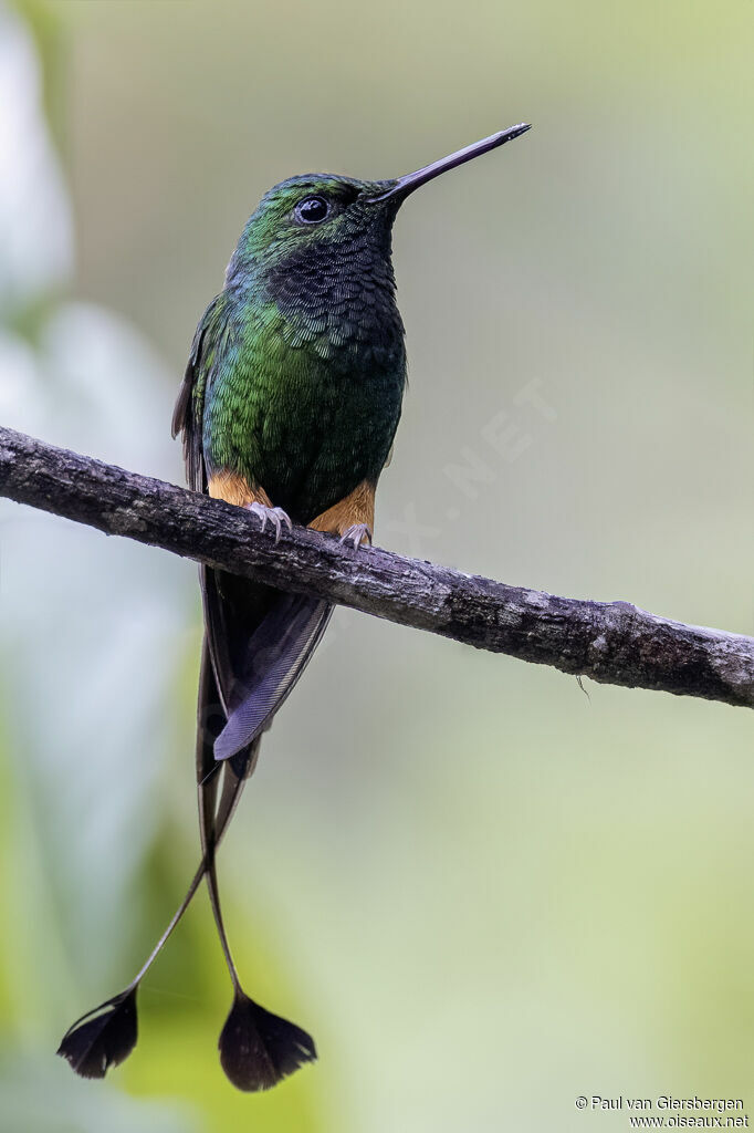 Rufous-booted Racket-tail male adult