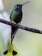 Rufous-booted Racket-tail