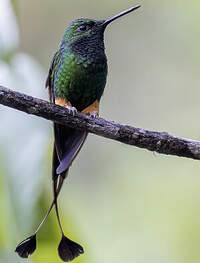 Haut-de-chausses de Bolivie