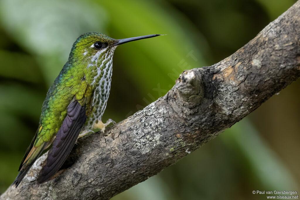 Rufous-booted Racket-tail female adult
