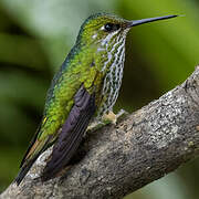 Rufous-booted Racket-tail