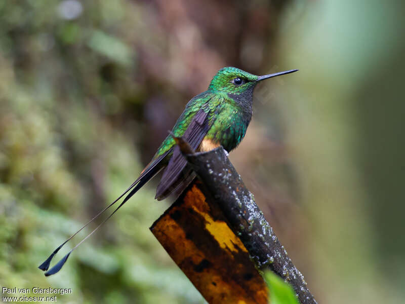 Peruvian Racket-tail male adult, identification