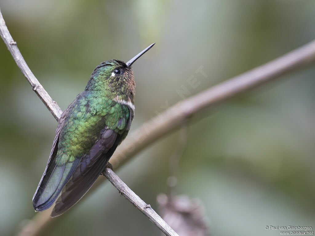 Amethyst-throated Sunangel female adult