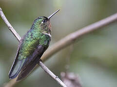 Amethyst-throated Sunangel