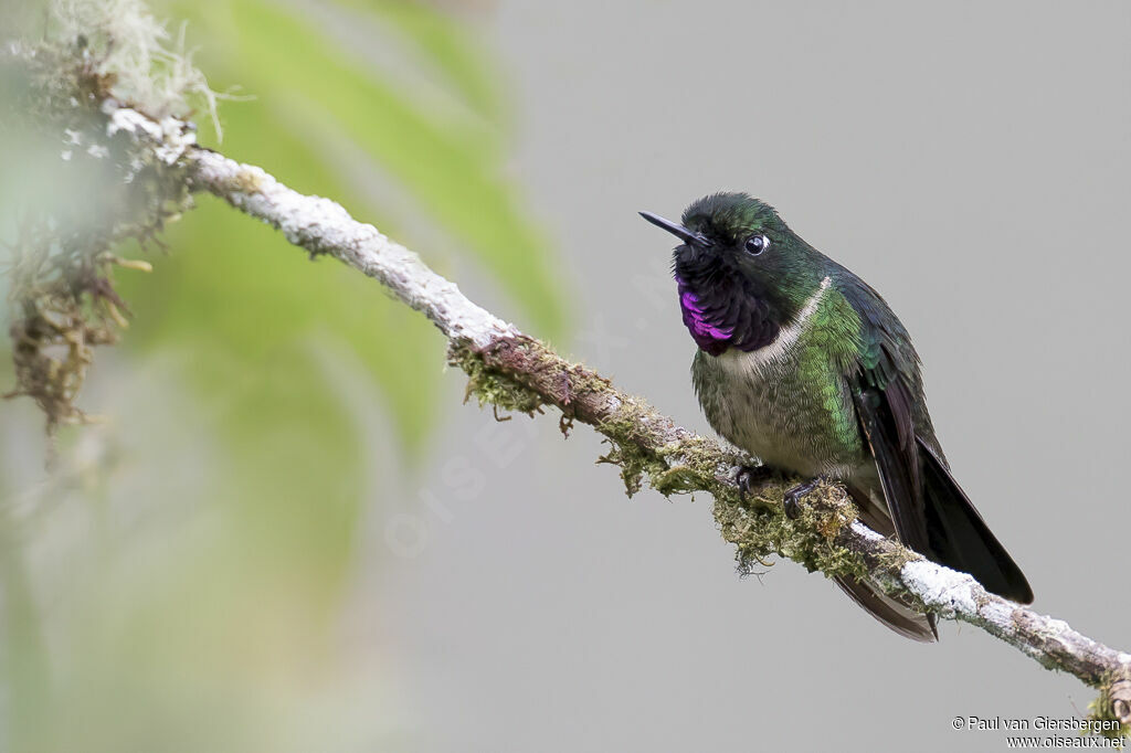 Amethyst-throated Sunangel male adult