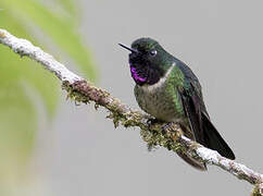 Amethyst-throated Sunangel