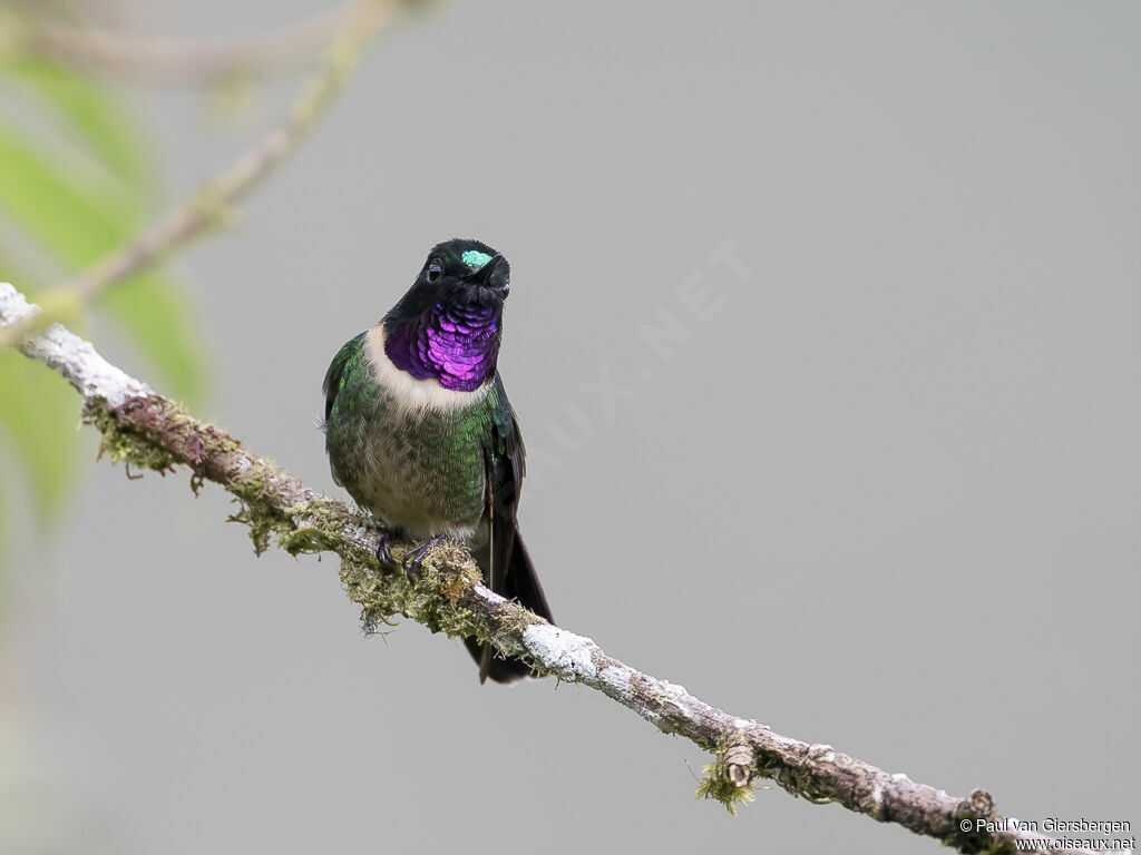 Amethyst-throated Sunangel male adult