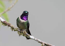 Amethyst-throated Sunangel