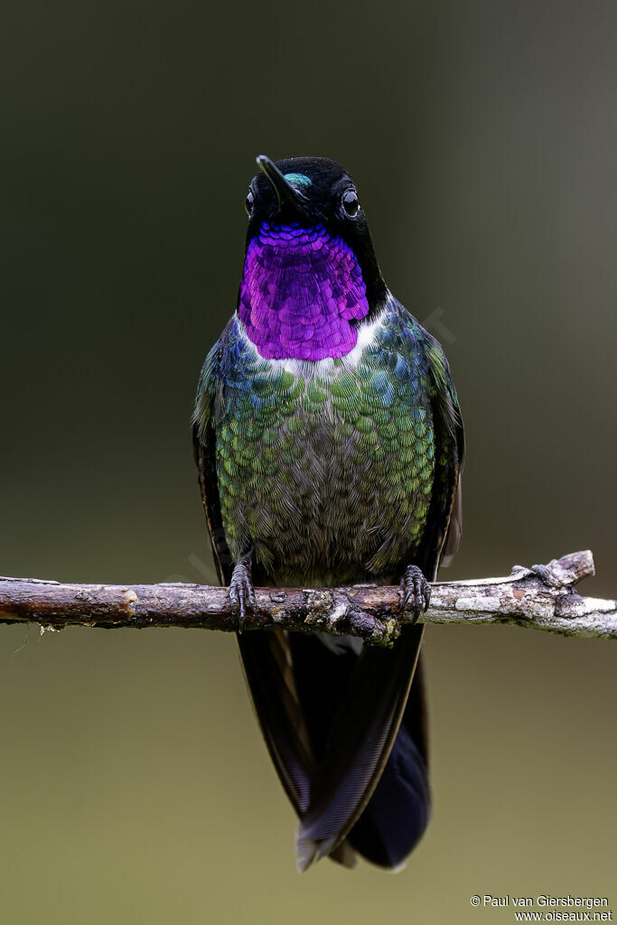 Longuemare's Sunangel male adult