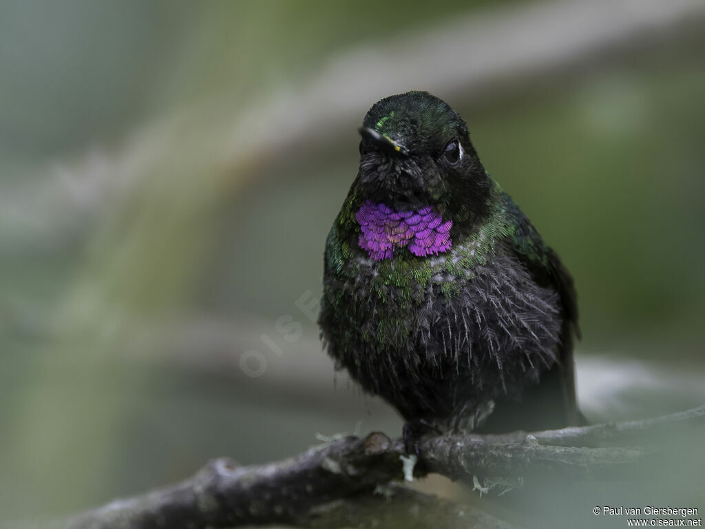 Tourmaline Sunangel male adult