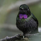 Héliange tourmaline