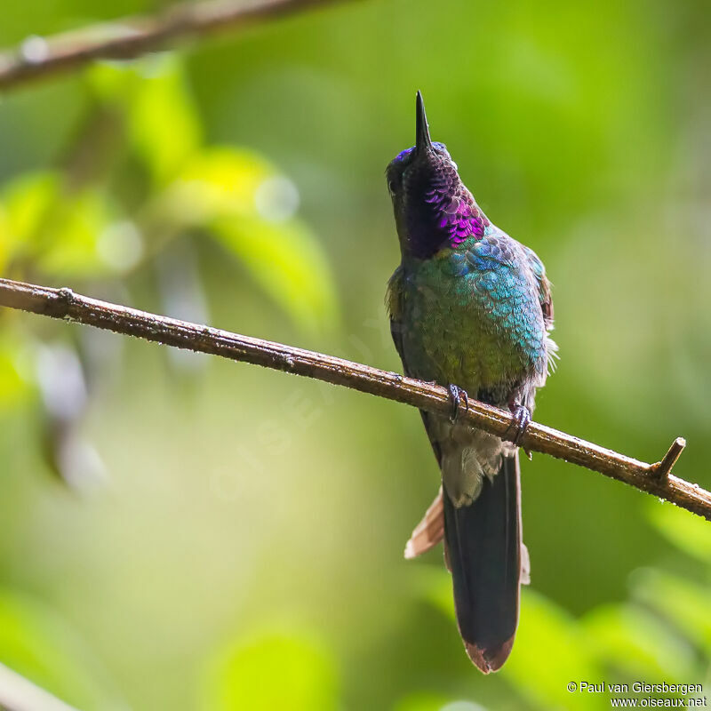 Purple-throated Sunangel