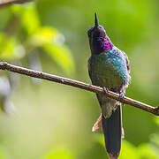 Purple-throated Sunangel