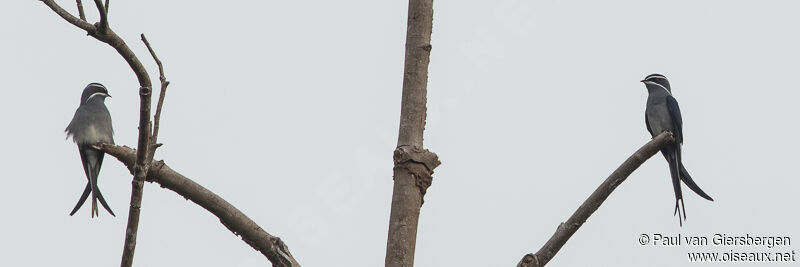 Moustached Treeswift