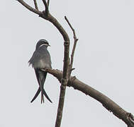 Moustached Treeswift