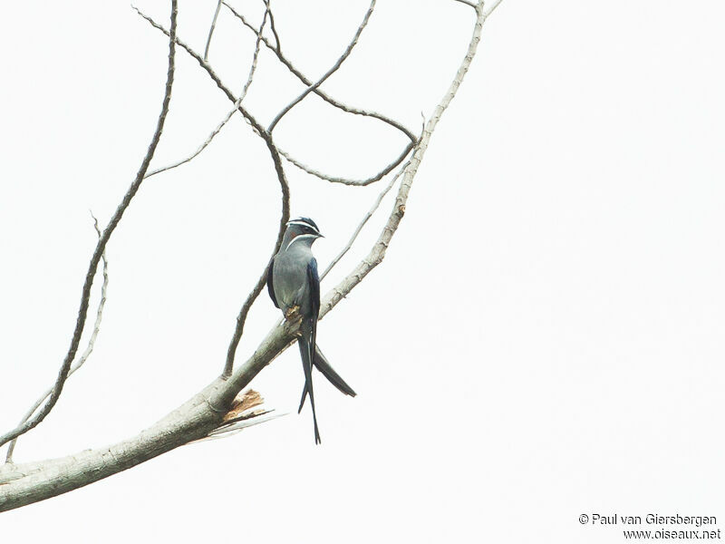 Moustached Treeswift