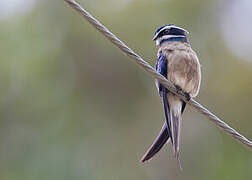 Whiskered Treeswift