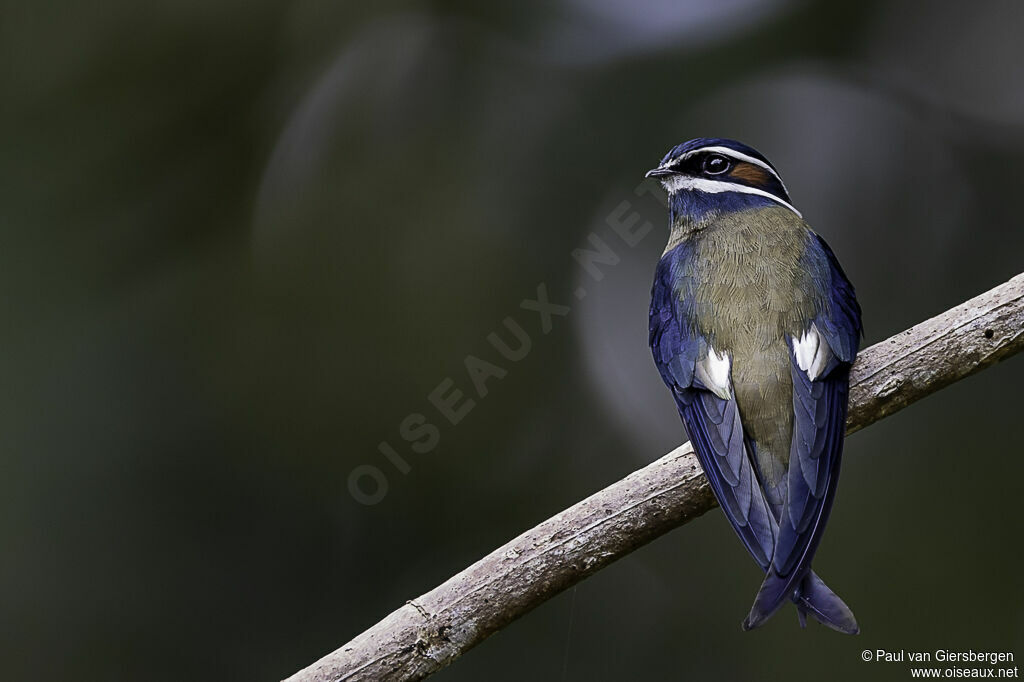 Whiskered Treeswiftadult